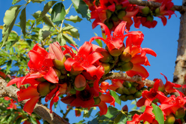 10 RED SILK COTTON Tree Bombax Ceiba Kapok Tropical Flower Seeds